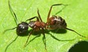 Allison-Carpenter Ant