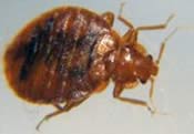 Allison Bed Bug 2