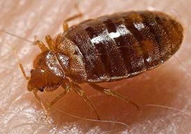 allison-bed bug 1