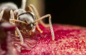 Ant Communication