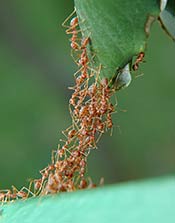Ants working together to make a bridge that workers will use to bring food home to their colony. Ants stacked up to create a living bridge for worker ants to move across.