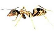 Argentine ant, although not prevalent in our area it is showing up more frequently. Photo courtesy of the New Jersey Pest Management Association. Image of an argentine ant.