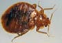 Find out more about the bed bug problem in New Jersey. Bed bugs