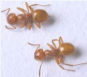 Citronella ant, more a nuisance than a real problem Citronella ants can still be hard to eradicate. Photo courtesy of the New Jersey Pest Management Association. Image of two citronella ants.