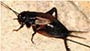 New Jersey residents and businesses need professional pest control help with nuisance insects. Nusance Insects
