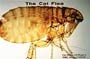 Find out which biting insect pests are problems in New Jersey. Biting Insects