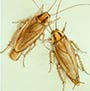 Find out which cockroaches and household pests make their home in New Jersey. Household Pests