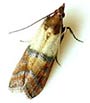 Find out which pantry pests are problems in New Jersey. Pantry Pests