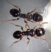 Pavement ant, not to be confused with the carpenter ant, it is smaller in size. Photo courtesy of the New Jersey Pest Management Association. Image of two pavement ants.