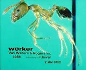 Pharaoh ant, this ant can carry and transmit pathogens and so should be treated for immediately. Photo courtesy of the New Jersey Pest Management Association. Image of a pharaoh ant.