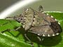 Problem insects can be tough to treat, get the professional pest control help you need from Allison Pest Control. Problem Insects