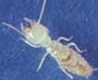 Termites are a real problem for New Jersey home owners and property owners. Find out why. Termites